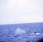 F20074401_09S