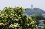 D2008065_116H