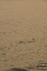 D2008077_095V