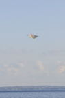 D2009002_112V