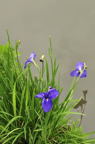 D2010039_031V