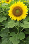 D2010049_025V