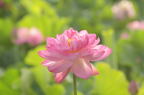 D2013038_010H