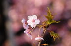 D2014008_032H