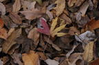 D2014050_021H